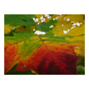 Farben des Ahornblattes Herbst Naturfotografie Poster