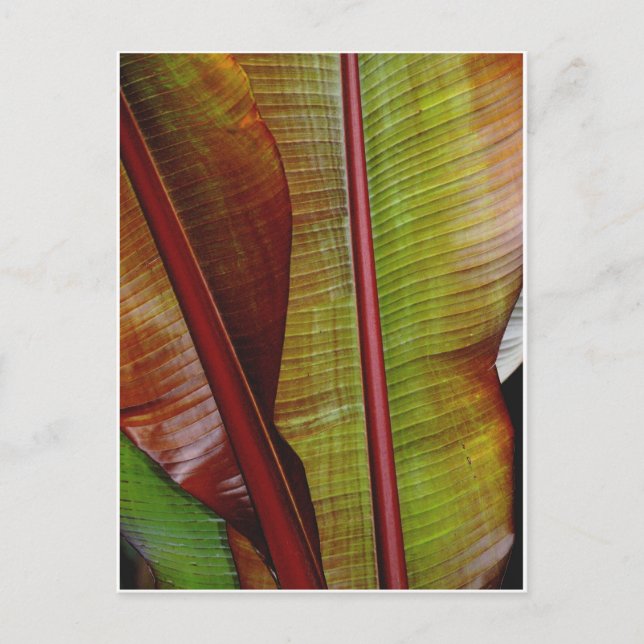 Farben des Dschungels Postkarte (Vorderseite)