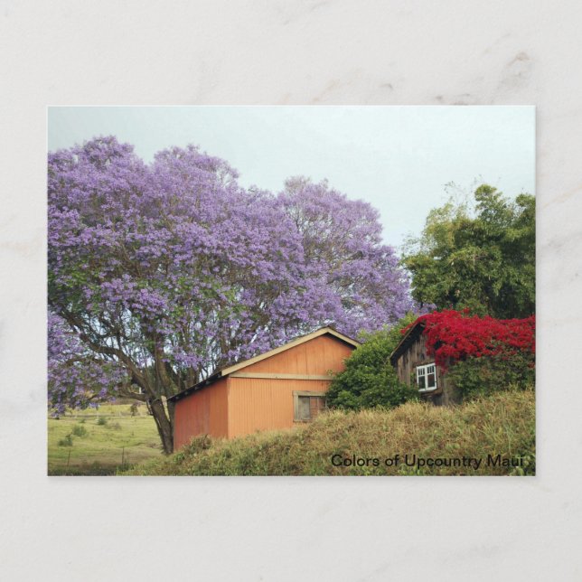 Farben von Up Country Maui Postkarte (Vorderseite)