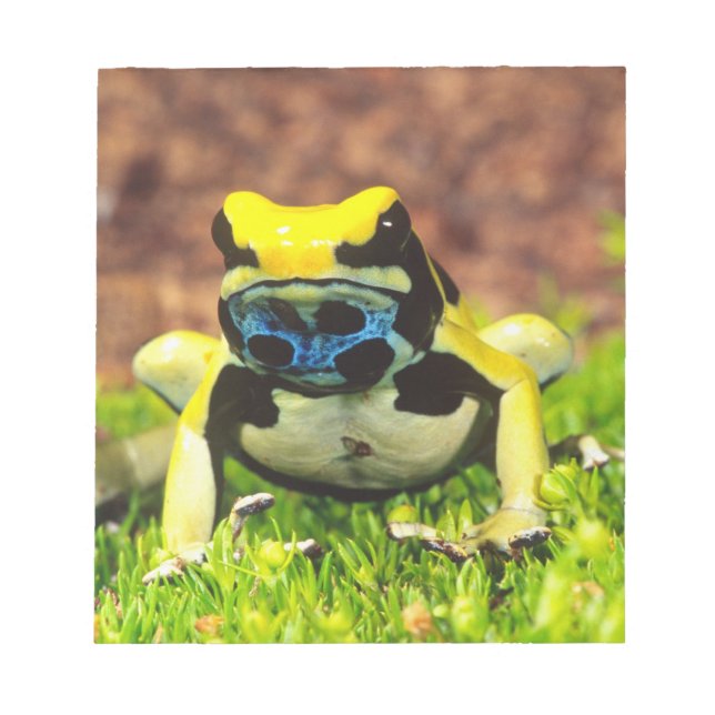 Färbender Pfeilgiftfrosch, Dendrobates tinctorius, Notizblock (Vorderseite)