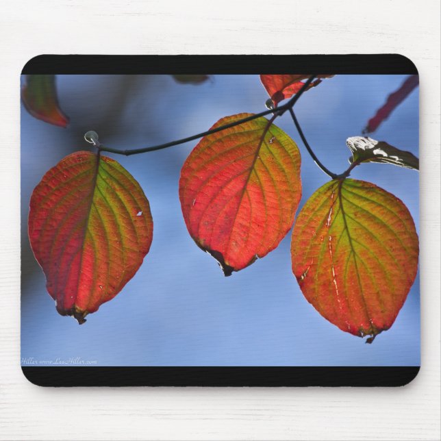 Farbenfroh beleuchteter Herbstleaves Trio Mousepad (Vorne)