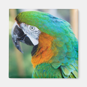 Farbenfroh Parrot Magnet