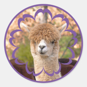 Farbenfrohe Alpaca Geburtstagsaufkleber Runder Aufkleber