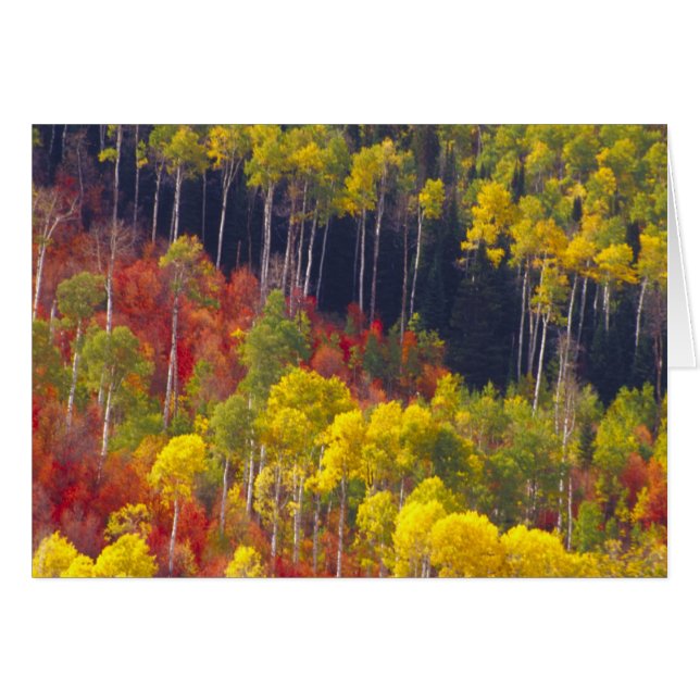 Farbenfrohe Apfel im Logan Canyon Utah (Vorderseite (Horizontal))
