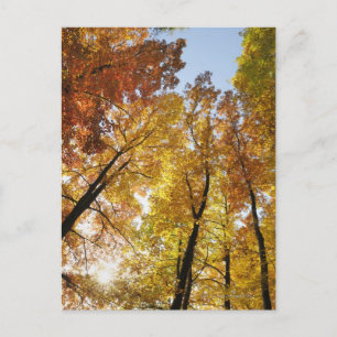 Farbenfrohe Bäume Postkarte