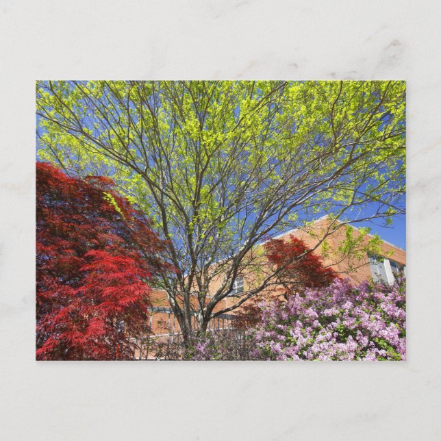 Farbenfrohe Bäume und Bushes im Frühling Postkarte (Vorderseite)