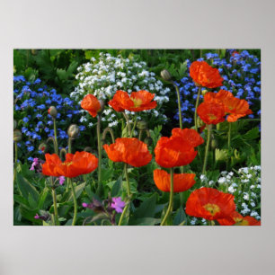 Farbenfrohe Blume Bed mit roten Mohnchen Poster