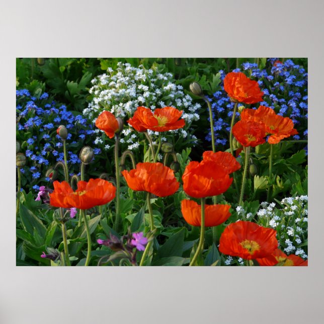 Farbenfrohe Blume Bed mit roten Mohnchen Poster (Vorne)
