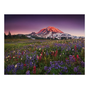 Farbenfrohe Blume im Rainier Nationalpark Poster