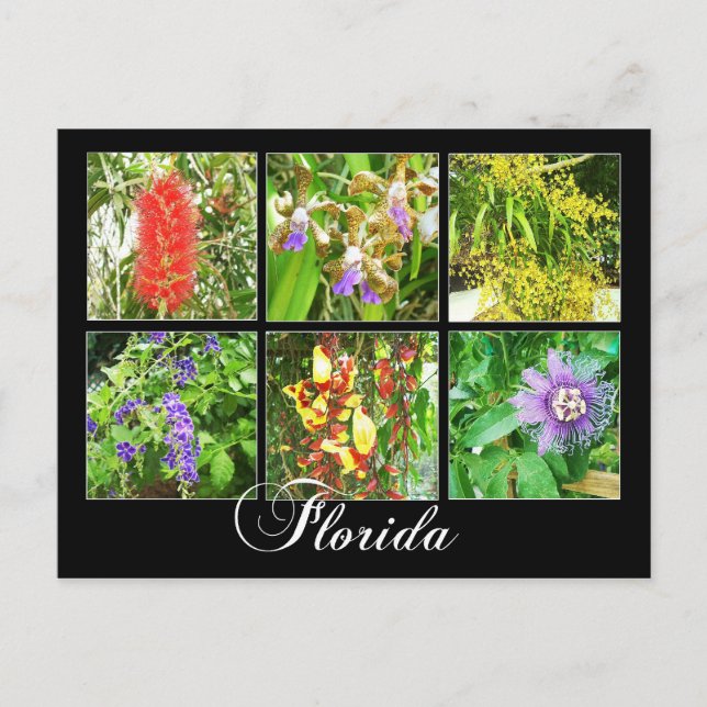 Farbenfrohe Blüten in Florida Postkarte (Vorderseite)