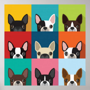 Farbenfrohe Boston Terriers Poster