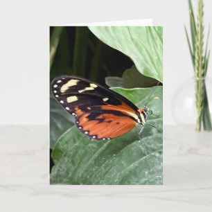 Farbenfrohe Butterfly-Begrüßung Karte