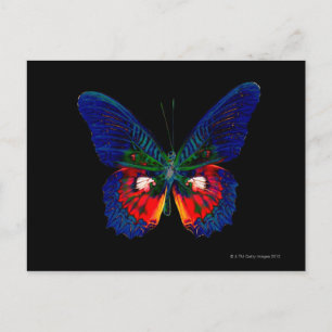 Farbenfrohe Butterfly-Gestaltung vor schwarzem Hin Postkarte