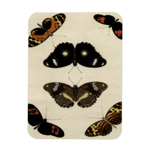 Farbenfrohe Butterfly-Medley auf Creme Background Magnet