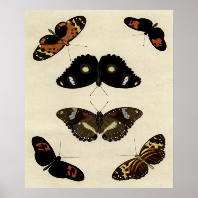 Farbenfrohe Butterfly-Medley auf Creme Background Poster (Vorne)