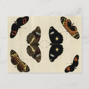 Farbenfrohe Butterfly-Medley auf Creme Background Postkarte