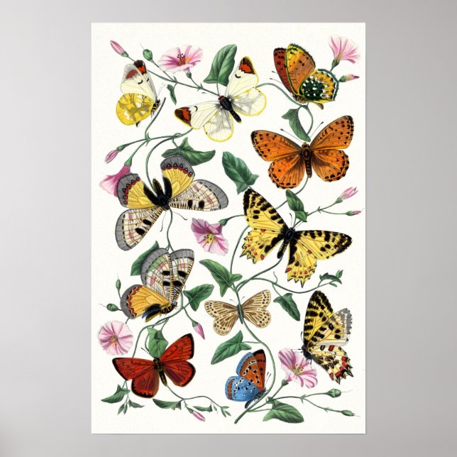 Farbenfrohe Butterfly Sketch Poster (Vorne)
