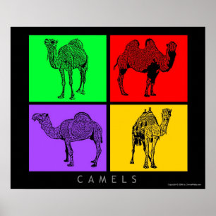 farbenfrohe Camels Poster