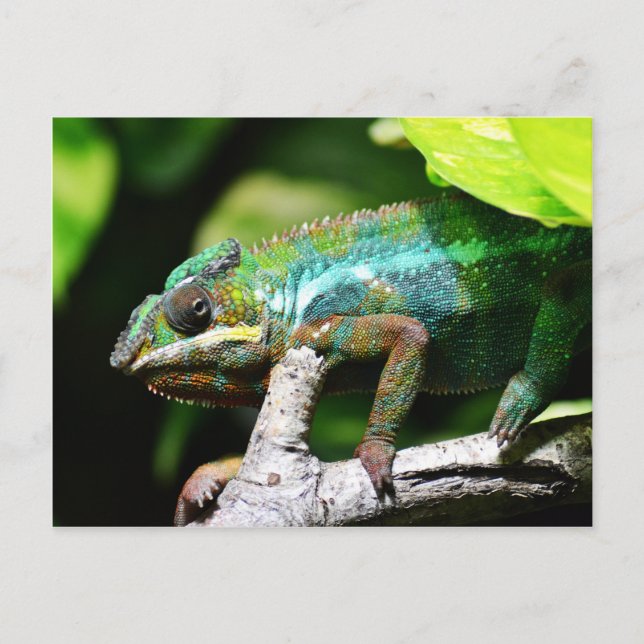 Farbenfrohe Chamäleon Postkarte (Vorderseite)