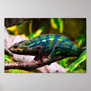 Farbenfrohe Chameleon Poster