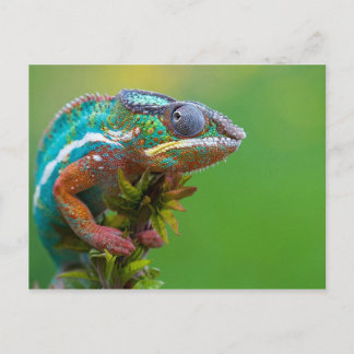 Farbenfrohe Chameleon Postkarte