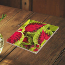 Farbenfrohe Coleus Blätter floral