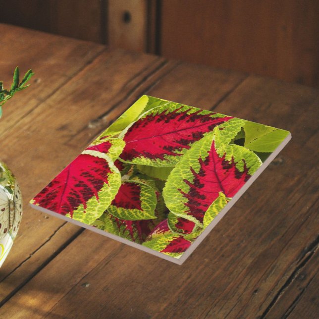 Farbenfrohe Coleus Blätter floral Fliese (In Situ)