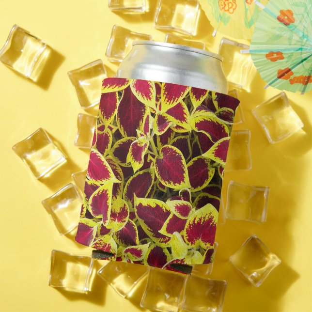 Farbenfrohe Coleus Pflanze Blätter Dosenkühler (In Situ Sommer)