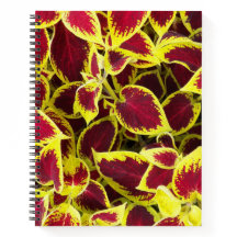 Farbenfrohe Coleus Pflanze Blätter florales Notebo
