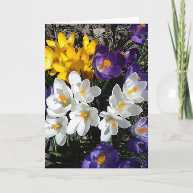 Farbenfrohe Crocus Spring Blank Card Karte (Vorderseite)