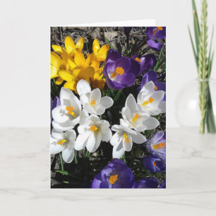 Farbenfrohe Crocus Spring Blank Card Karte