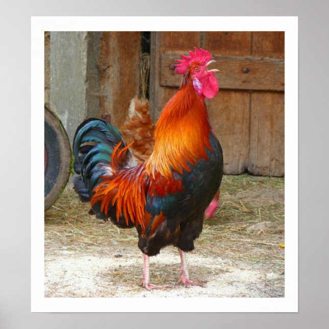 Farbenfrohe Crowing Rooster von Baron Poster (Vorne)