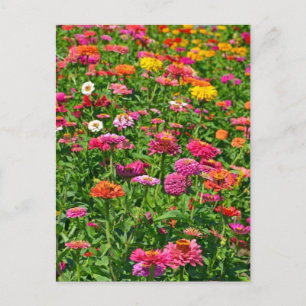 Farbenfrohe Dahliengarten Postkarte