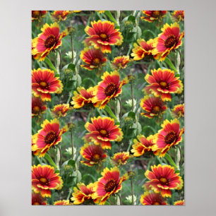 Farbenfrohe Daisy Blume Naturmuster Poster
