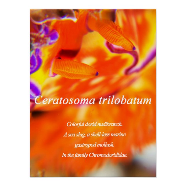 Farbenfrohe duftende Nacktschnecke. Poster (Vorderseite)