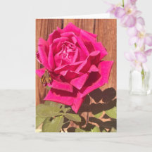 Farbenfrohe Elegante Rosa Blume Rosa Blütenfarben