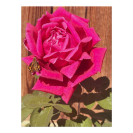 Farbenfrohe Elegante Rosa Blume Rosa Blütenfarben Poster