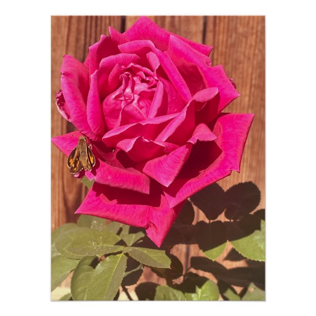 Farbenfrohe Elegante Rosa Blume Rosa Blütenfarben Poster (Vorderseite)