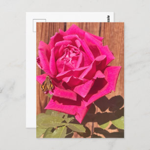 Farbenfrohe Elegante Rosa Blume Rosa Blütenfarben Postkarte