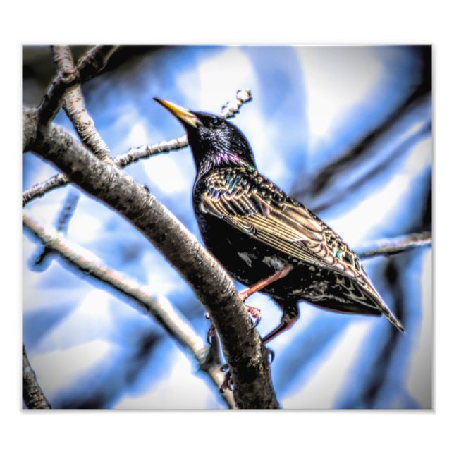 Farbenfrohe europäische Starling Fotodruck (Vorne)