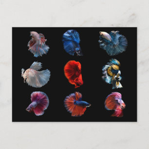 Farbenfrohe Fische Postkarte