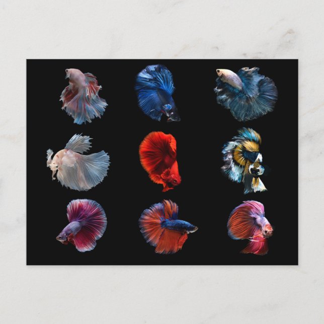 Farbenfrohe Fische Postkarte (Vorderseite)