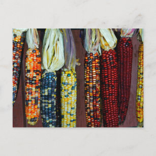 Farbenfrohe Flinte oder indischer Mais Postkarte