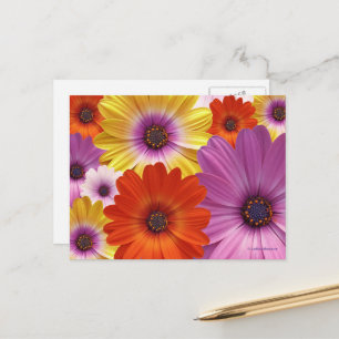 Farbenfrohe Floral Medley von African Daisies Postkarte