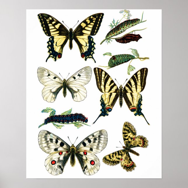 Farbenfrohe Frack Schmetterling, Raupe & Moth Poster (Vorne)