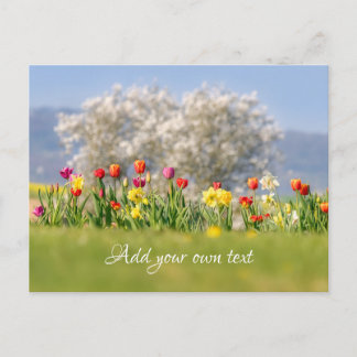 Farbenfrohe Frühlingsblumen mit Tulpen und Affodie Postkarte