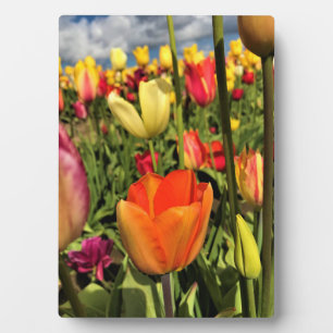 Farbenfrohe Frühlingshuppen Fotoplatte