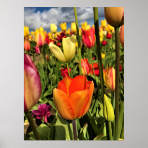 Farbenfrohe Frühlingshuppen Poster