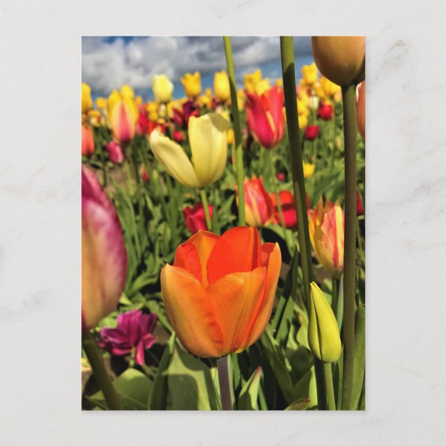 Farbenfrohe Frühlingshuppen Postkarte (Vorderseite)