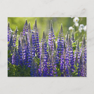 Farbenfrohe Frühlingslupinen.. Postkarte